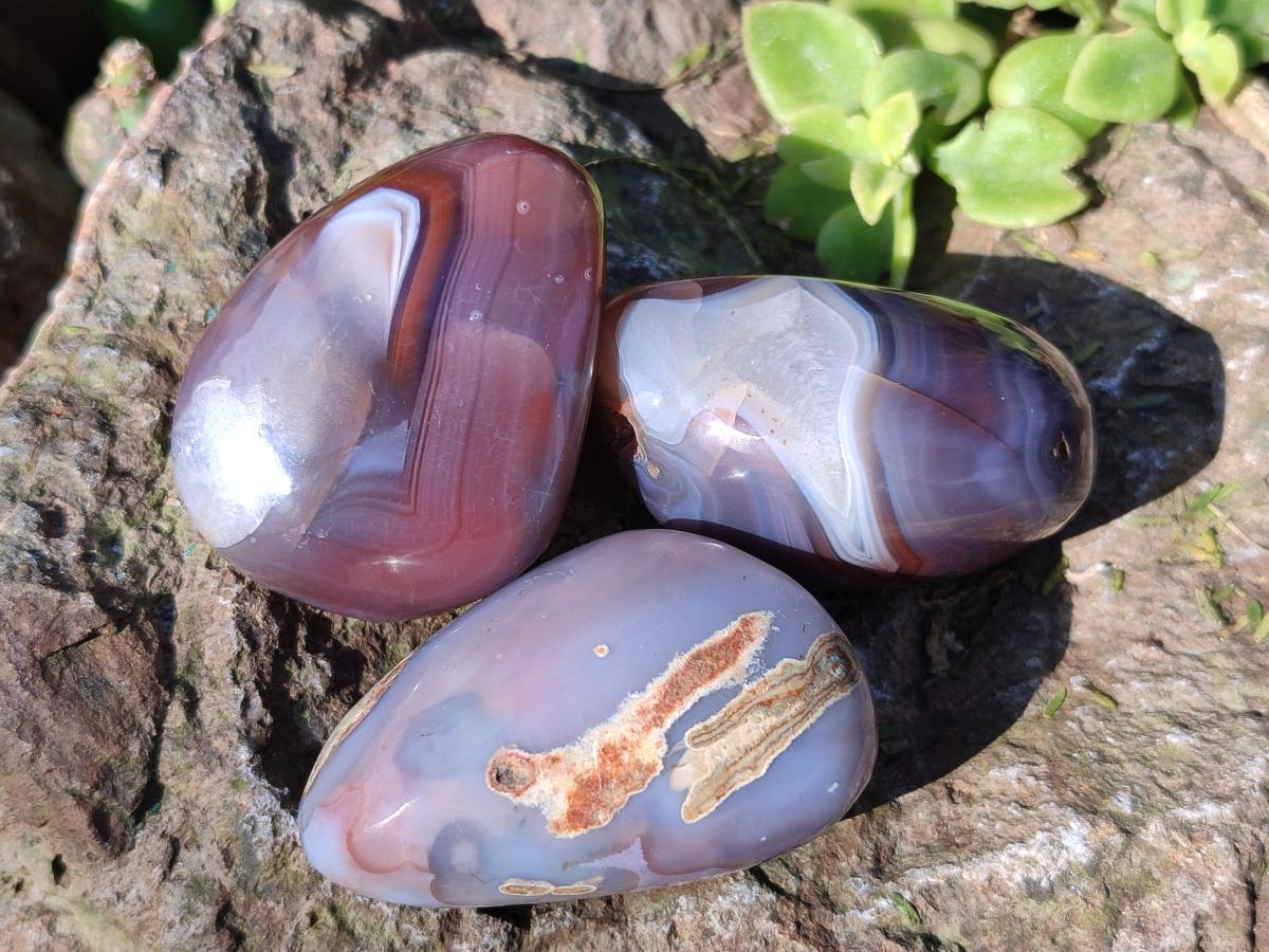Polished Red Shashe River Agate Galets x 35 From Shashe River, Zimbabwe