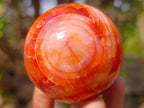 Polished Carnelian Agate Gemstone Spheres x 6 From Madagascar