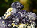 Natural Smokey and Purple Fluorite Specimens with Yellow Muscovite Mica x 15 From Erongo, Namibia