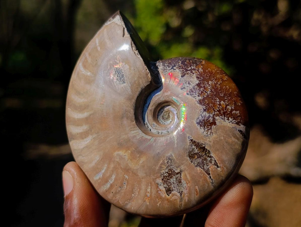Polished Whole Red Opalized Cleoniceras Ammolite Ammonite Fossils x 6 From Tulear, Madagascar
