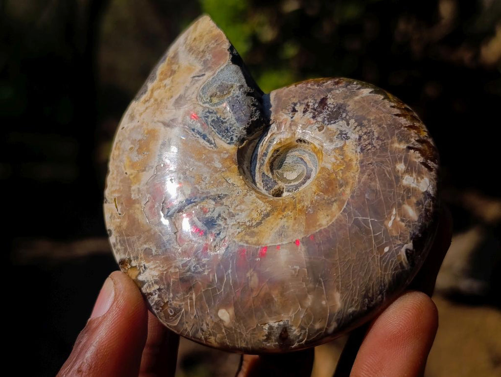 Polished Whole Red Opalized Cleoniceras Ammolite Ammonite Fossils x 6 From Tulear, Madagascar