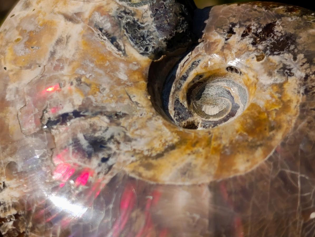 Polished Whole Red Opalized Cleoniceras Ammolite Ammonite Fossils x 6 From Tulear, Madagascar