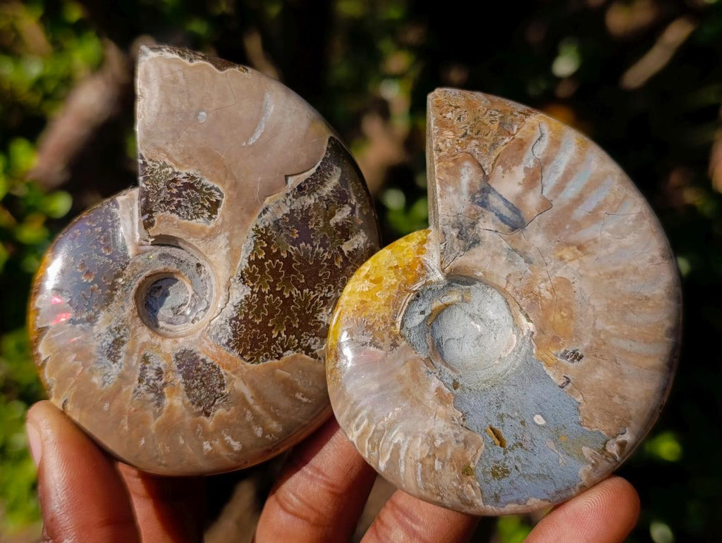 Polished Whole Red Opalized Cleoniceras Ammolite Ammonite Fossils x 6 From Tulear, Madagascar