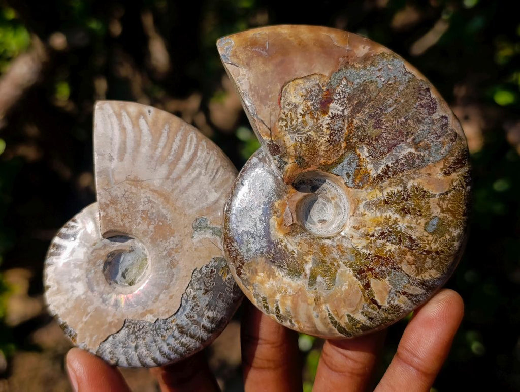 Polished Whole Red Opalized Cleoniceras Ammolite Ammonite Fossils x 6 From Tulear, Madagascar