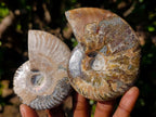 Polished Whole Red Opalized Cleoniceras Ammolite Ammonite Fossils x 6 From Tulear, Madagascar