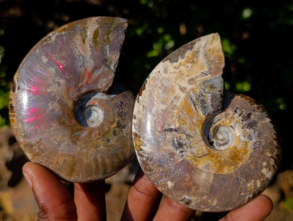 Polished Whole Red Opalized Cleoniceras Ammolite Ammonite Fossils x 6 From Tulear, Madagascar