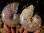 Polished Whole Red Opalized Cleoniceras Ammolite Ammonite Fossils x 6 From Tulear, Madagascar
