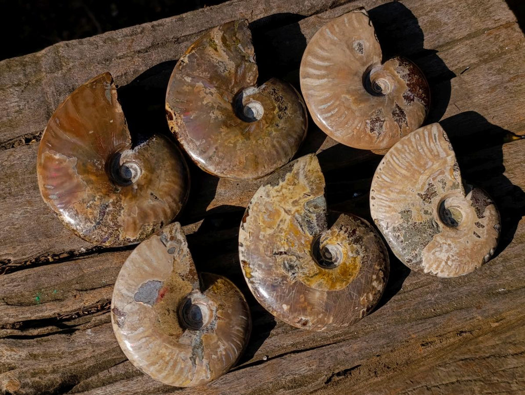 Polished Whole Red Opalized Cleoniceras Ammolite Ammonite Fossils x 6 From Tulear, Madagascar