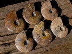 Polished Whole Red Opalized Cleoniceras Ammolite Ammonite Fossils x 6 From Tulear, Madagascar