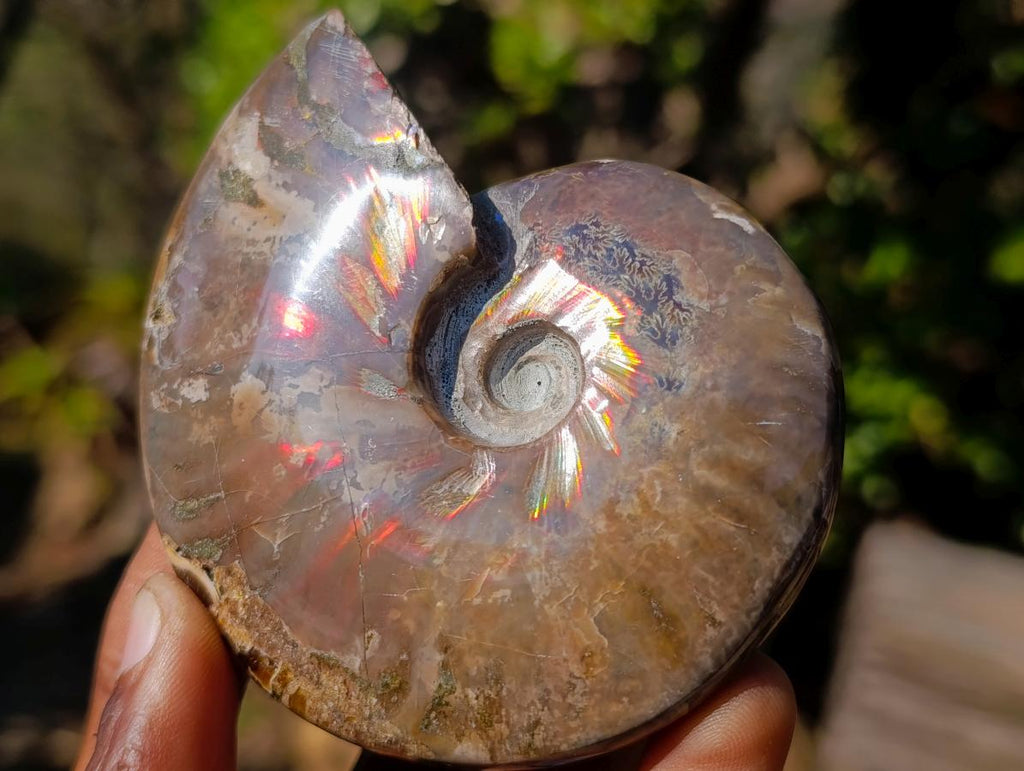 Polished Whole Red Opalized Cleoniceras Ammolite Ammonite Fossils x 6 From Tulear, Madagascar