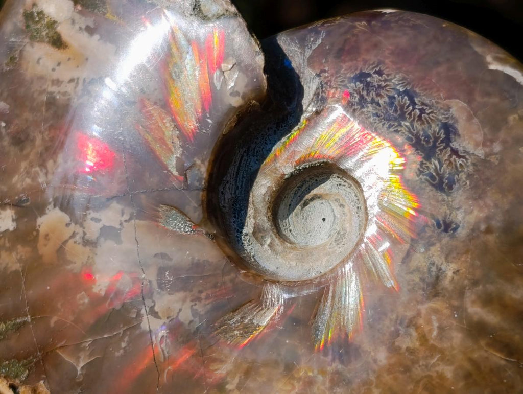 Polished Whole Red Opalized Cleoniceras Ammolite Ammonite Fossils x 6 From Tulear, Madagascar