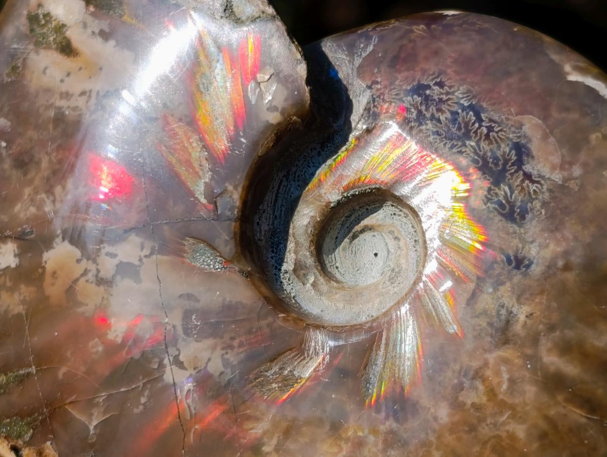 Polished Whole Red Opalized Cleoniceras Ammolite Ammonite Fossils x 6 From Tulear, Madagascar