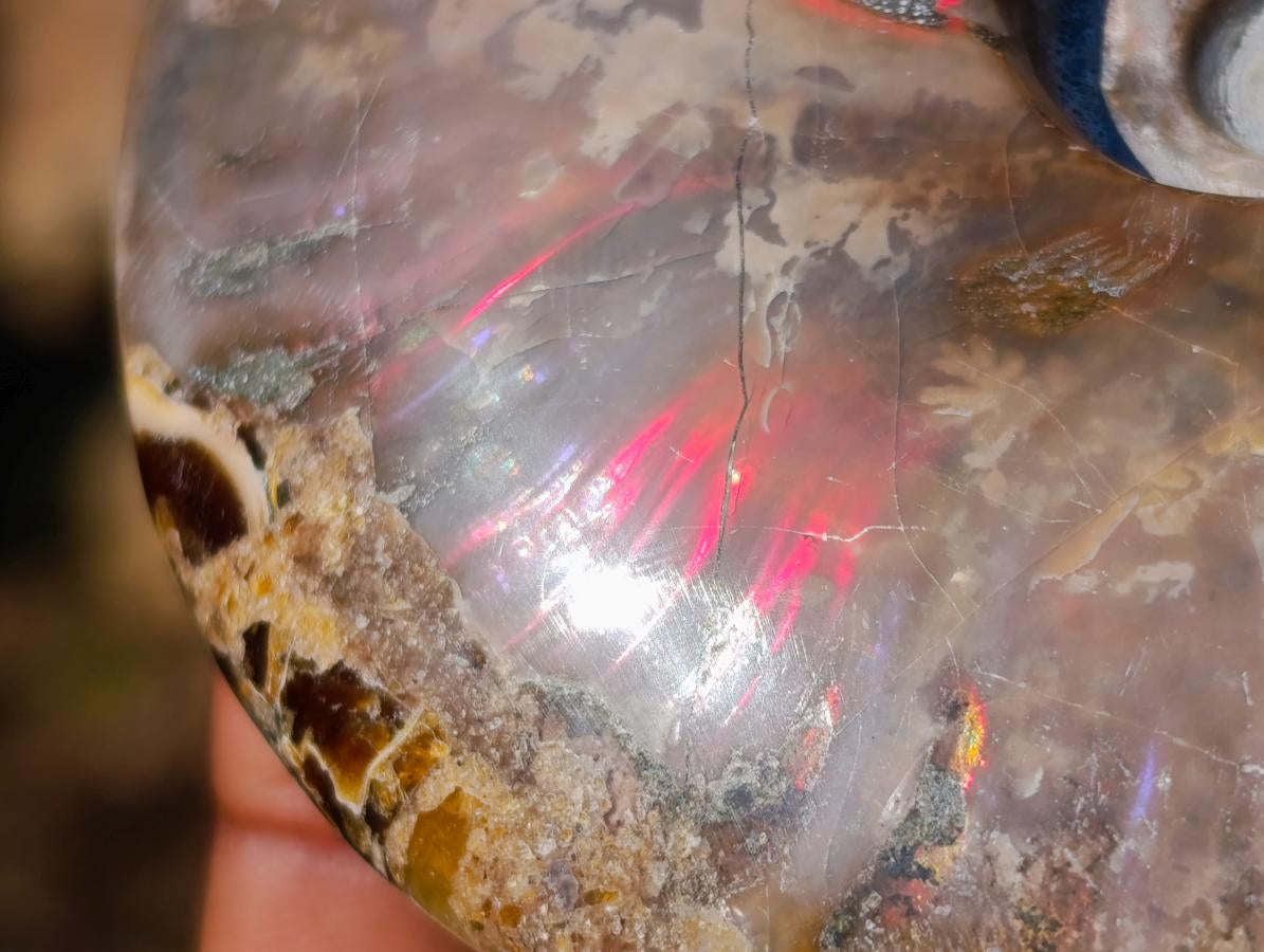 Polished Whole Red Opalized Cleoniceras Ammolite Ammonite Fossils x 6 From Tulear, Madagascar