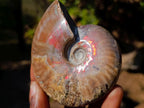 Polished Whole Red Opalized Cleoniceras Ammolite Ammonite Fossils x 6 From Tulear, Madagascar