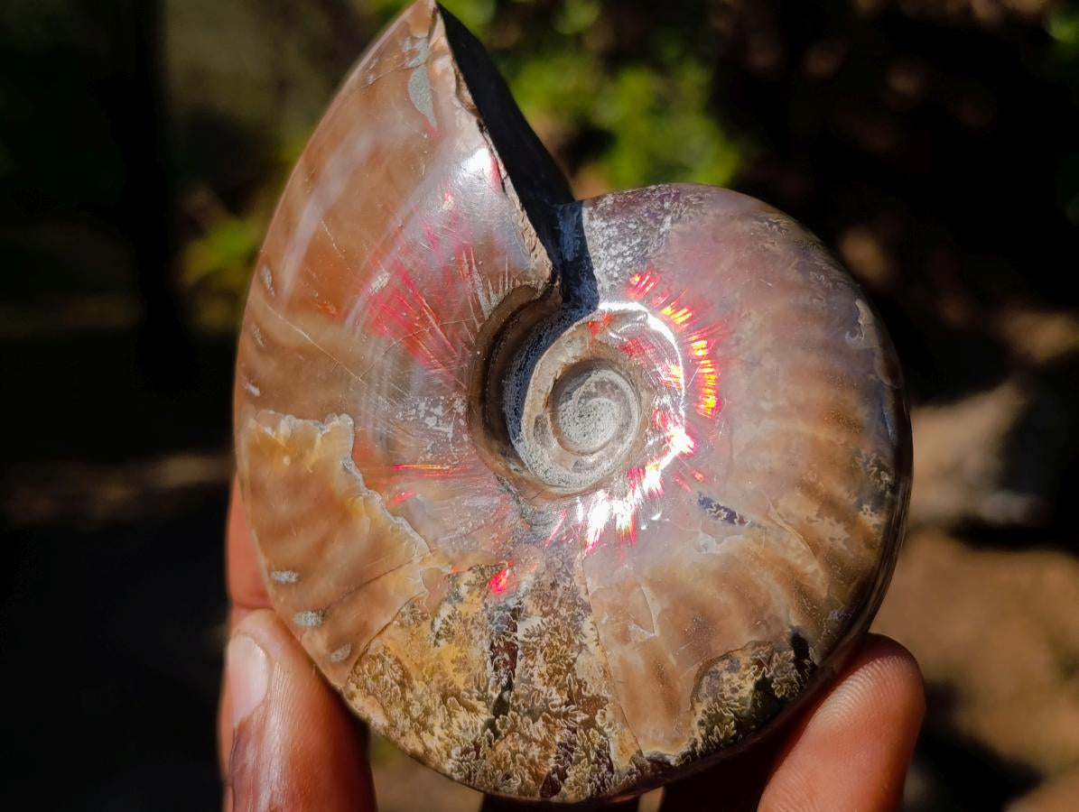 Polished Whole Red Opalized Cleoniceras Ammolite Ammonite Fossils x 6 From Tulear, Madagascar
