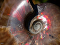 Polished Whole Red Opalized Cleoniceras Ammolite Ammonite Fossils x 6 From Tulear, Madagascar