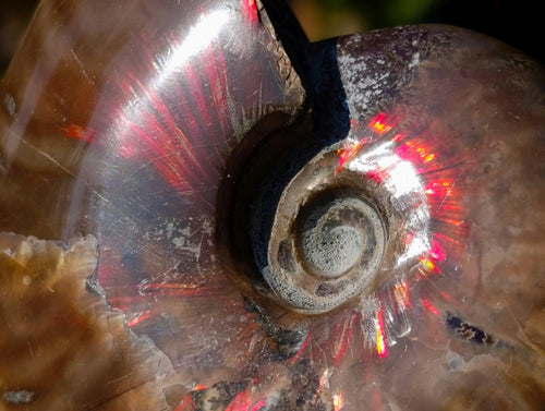 Polished Whole Red Opalized Cleoniceras Ammolite Ammonite Fossils x 6 From Tulear, Madagascar - Toprock Gemstones and Minerals 