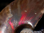 Polished Whole Red Opalized Cleoniceras Ammolite Ammonite Fossils x 6 From Tulear, Madagascar