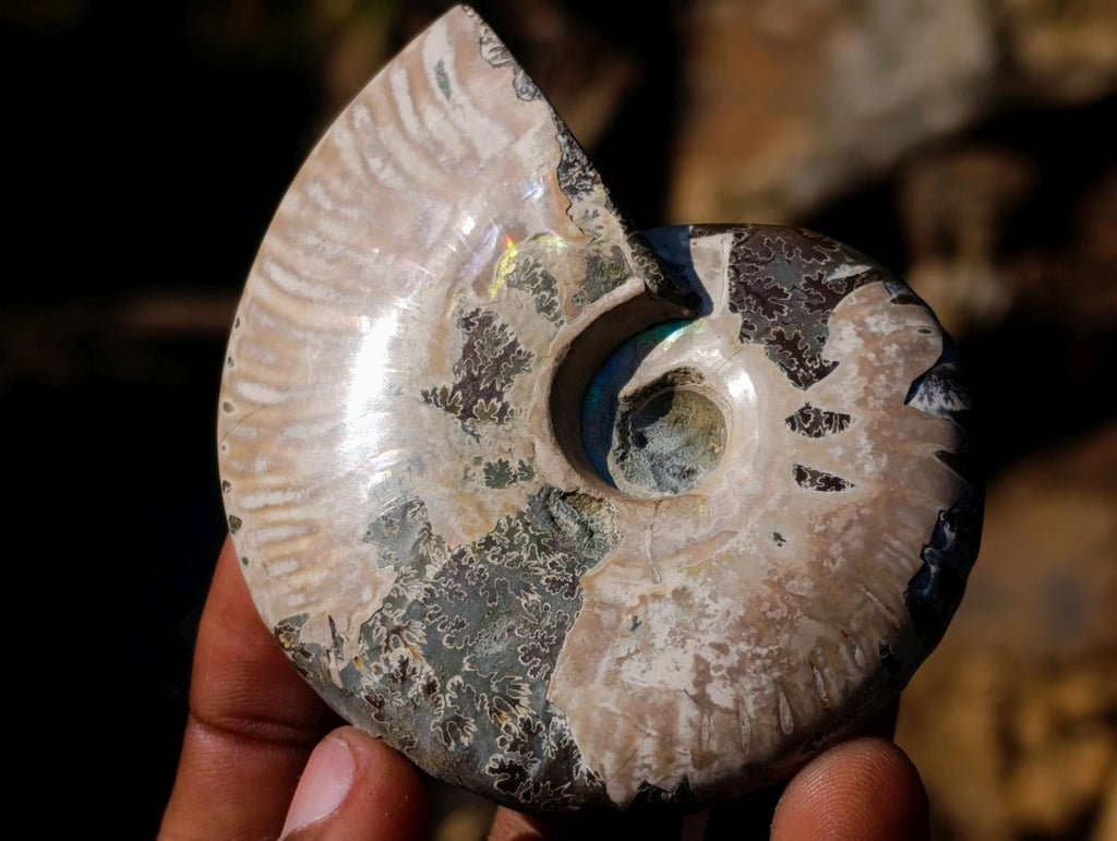 Polished Whole Red Opalized Cleoniceras Ammolite Ammonite Fossils x 6 From Tulear, Madagascar