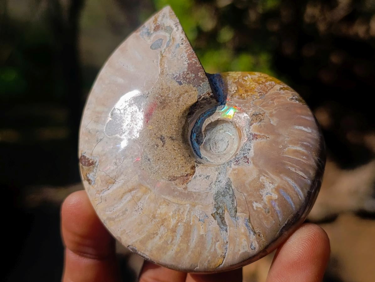 Polished Whole Red Opalized Cleoniceras Ammolite Ammonite Fossils x 6 From Tulear, Madagascar