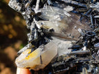 Natural Smokey Quartz Crystals with Schorl Black Tourmaline x 3 From Erongo, Namibia