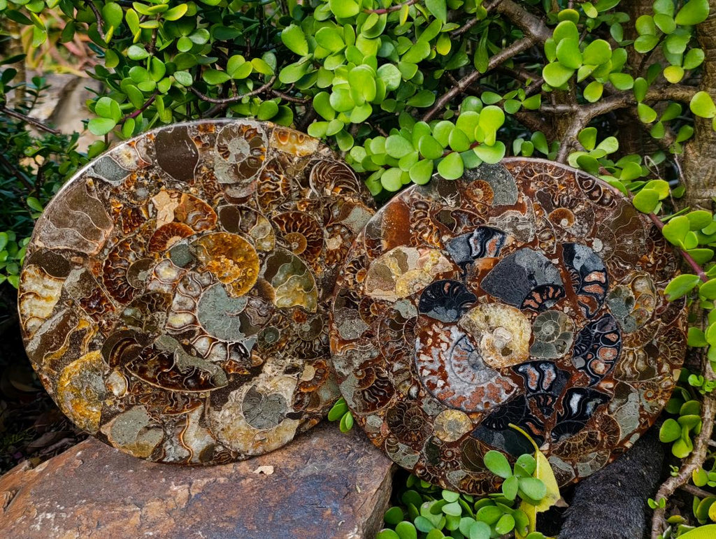 Hand Made Ammonite Conglomerate Table Plaques x 2 From Mahajanga, Madagascar