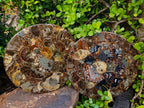 Hand Made Ammonite Conglomerate Table Plaques x 2 From Mahajanga, Madagascar