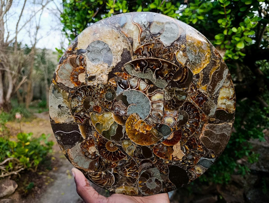 Hand Made Ammonite Conglomerate Table Plaques x 2 From Mahajanga, Madagascar