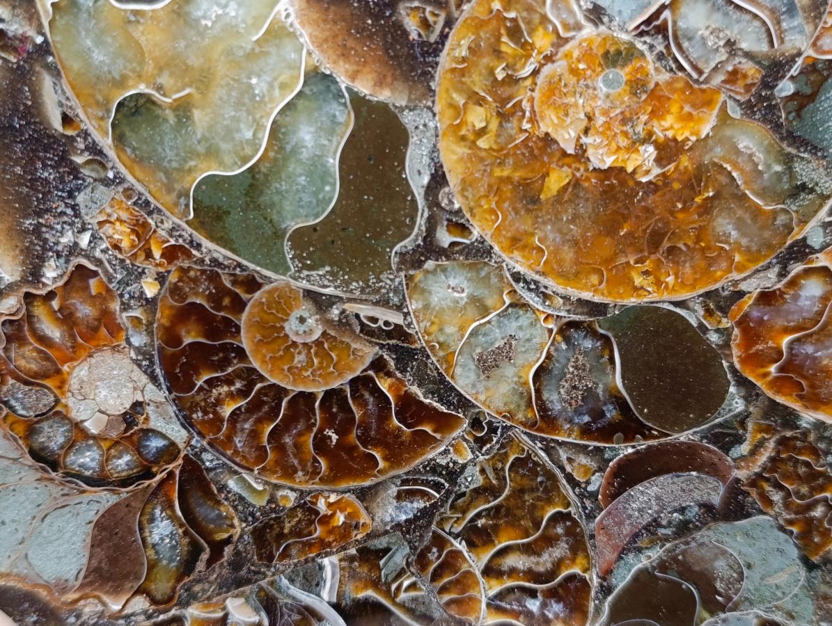 Hand Made Ammonite Conglomerate Table Plaques x 2 From Mahajanga, Madagascar