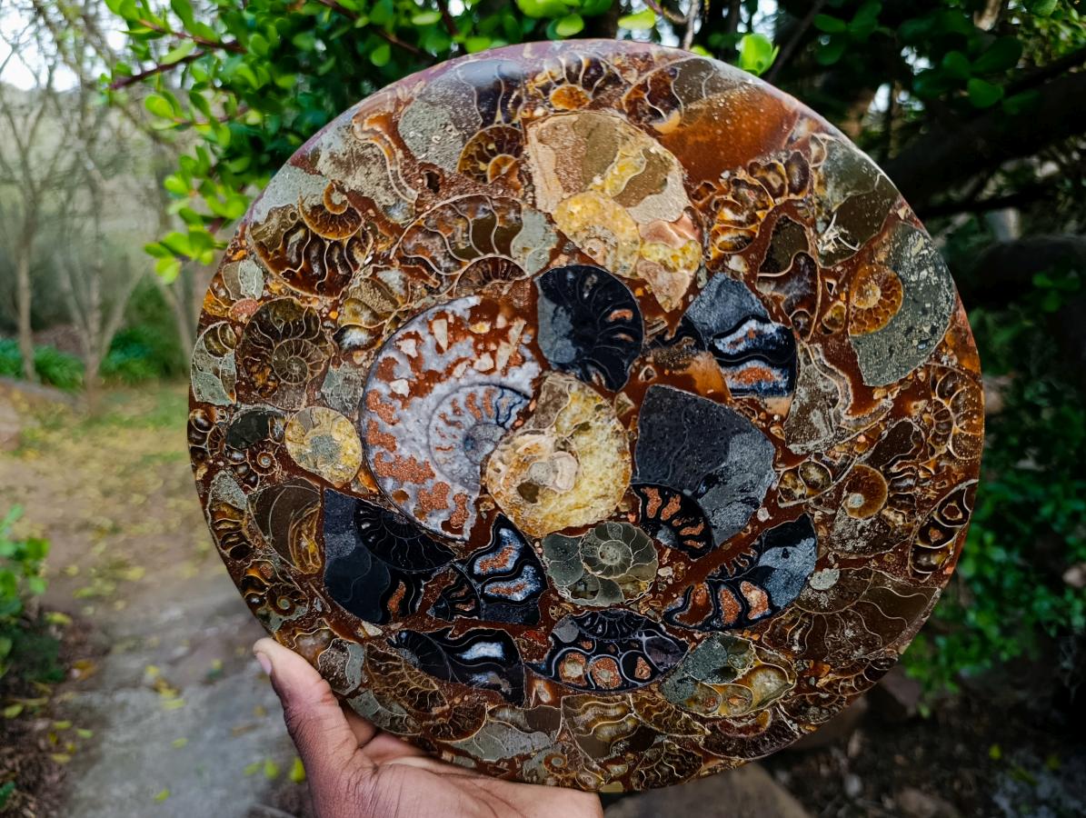 Hand Made Ammonite Conglomerate Table Plaques x 2 From Mahajanga, Madagascar