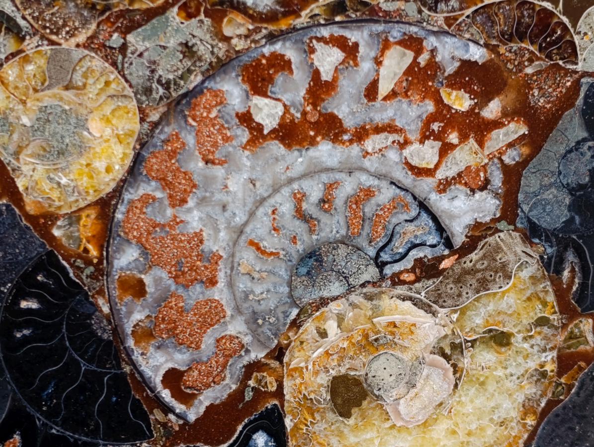 Hand Made Ammonite Conglomerate Table Plaques x 2 From Mahajanga, Madagascar