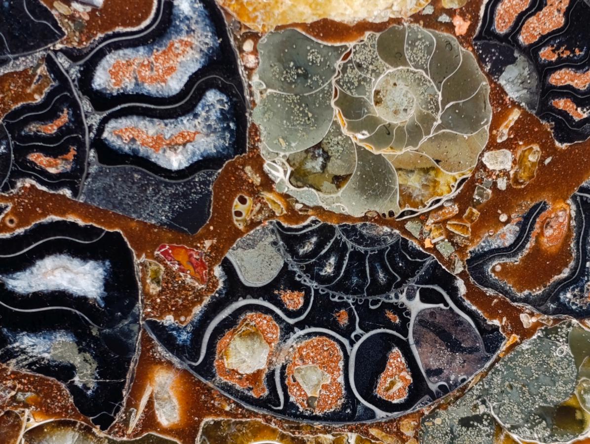 Hand Made Ammonite Conglomerate Table Plaques x 2 From Mahajanga, Madagascar