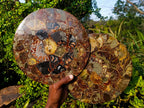 Hand Made Ammonite Conglomerate Table Plaques x 2 From Mahajanga, Madagascar