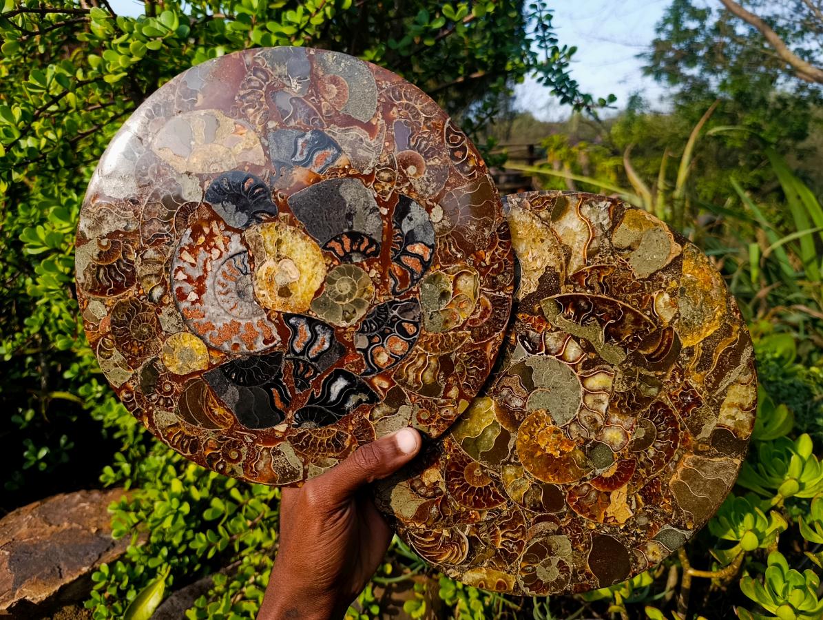 Hand Made Ammonite Conglomerate Table Plaques x 2 From Mahajanga, Madagascar