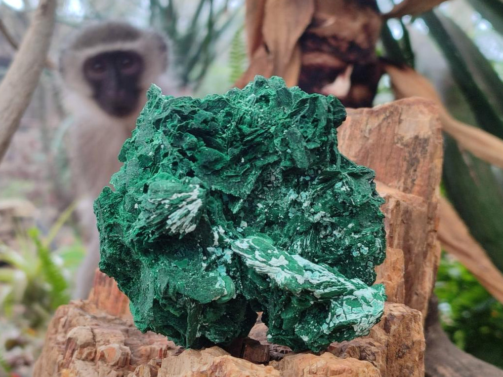 Natural Rare Malachite Pseudomorph Specimens with Associated Minerals x 2 From Kolwezi, Congo