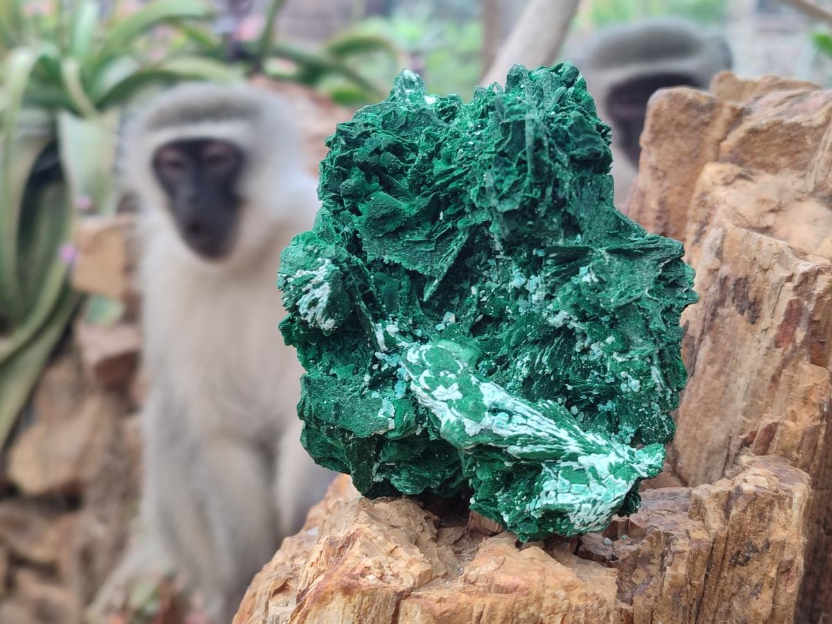 Natural Rare Malachite Pseudomorph Specimens with Associated Minerals x 2 From Kolwezi, Congo