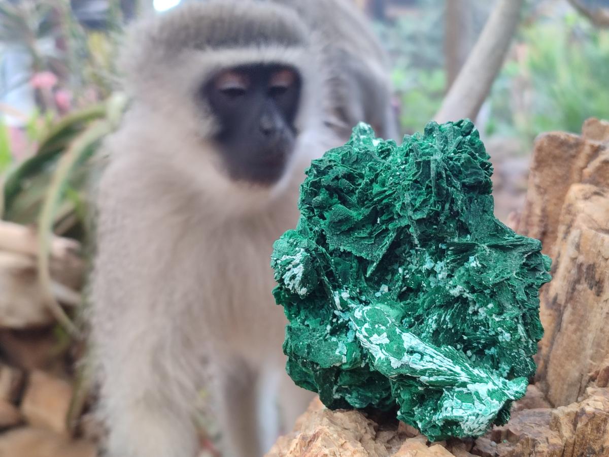 Natural Rare Malachite Pseudomorph Specimens with Associated Minerals x 2 From Kolwezi, Congo