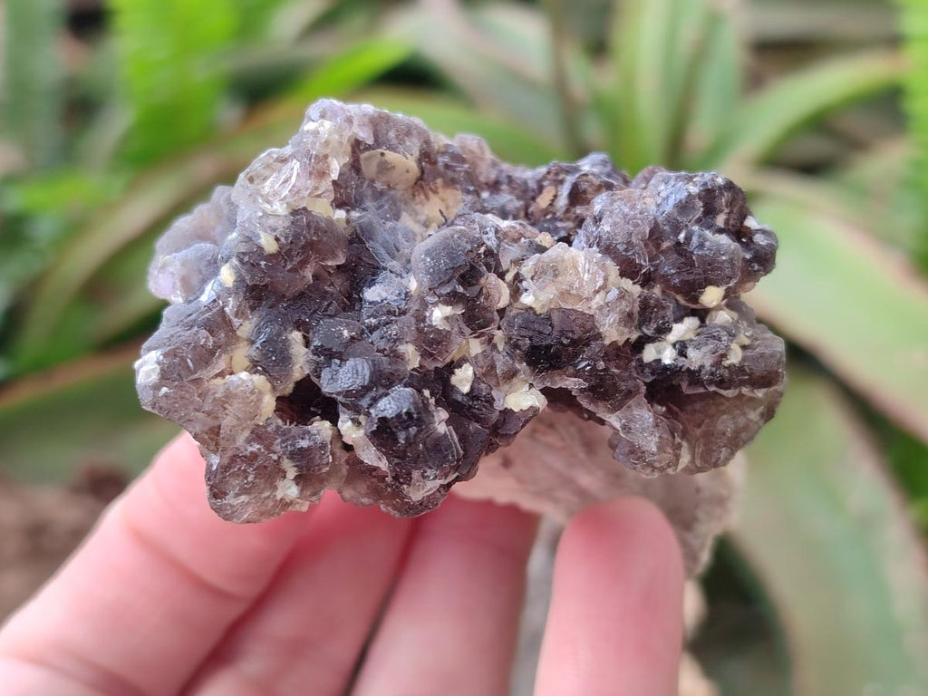 Natural Smokey Fluorite Specimens with Yellow Muscovite Mica x 6 From Erongo, Namibia