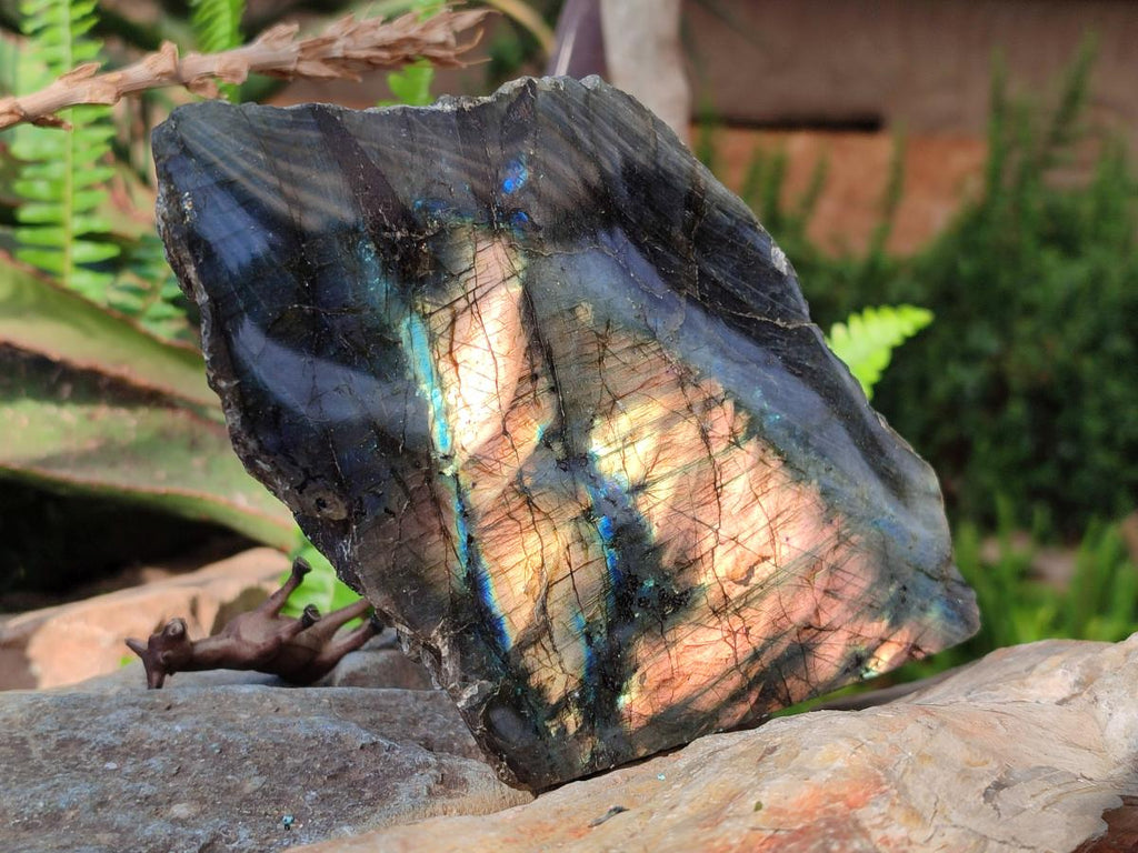 Polished Large One Side Labradorite Slices x 2 From Madagascar