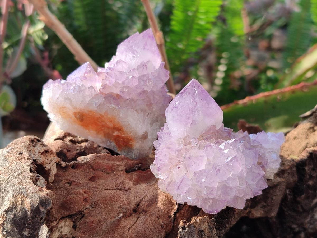 Natural Spirit Amethyst Clusters x 12 From Boekenhouthoek, South Africa