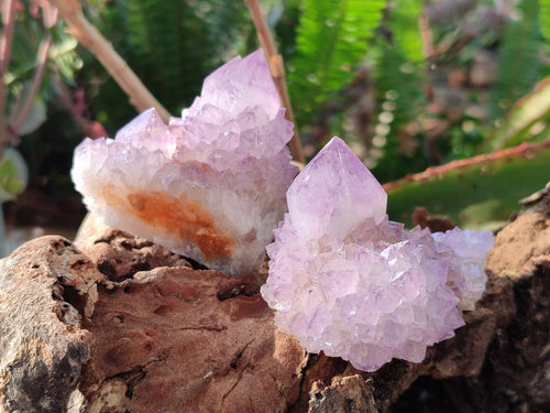 Natural Spirit Amethyst Clusters x 12 From Boekenhouthoek, South Africa