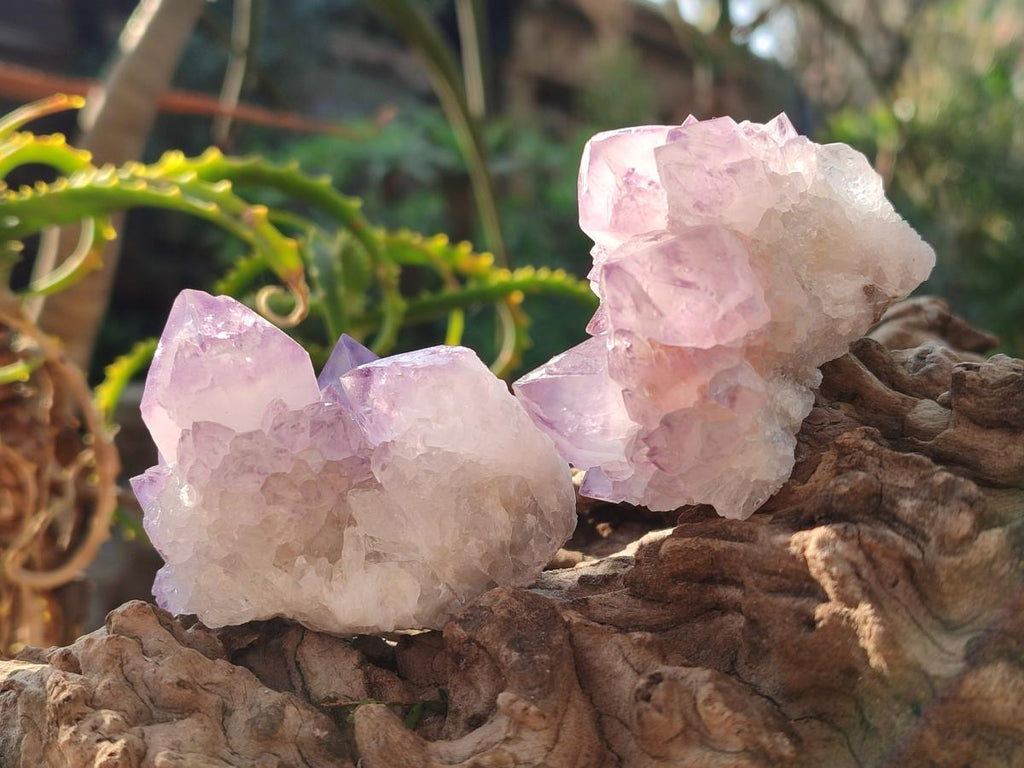 Natural Spirit Amethyst Clusters x 12 From Boekenhouthoek, South Africa