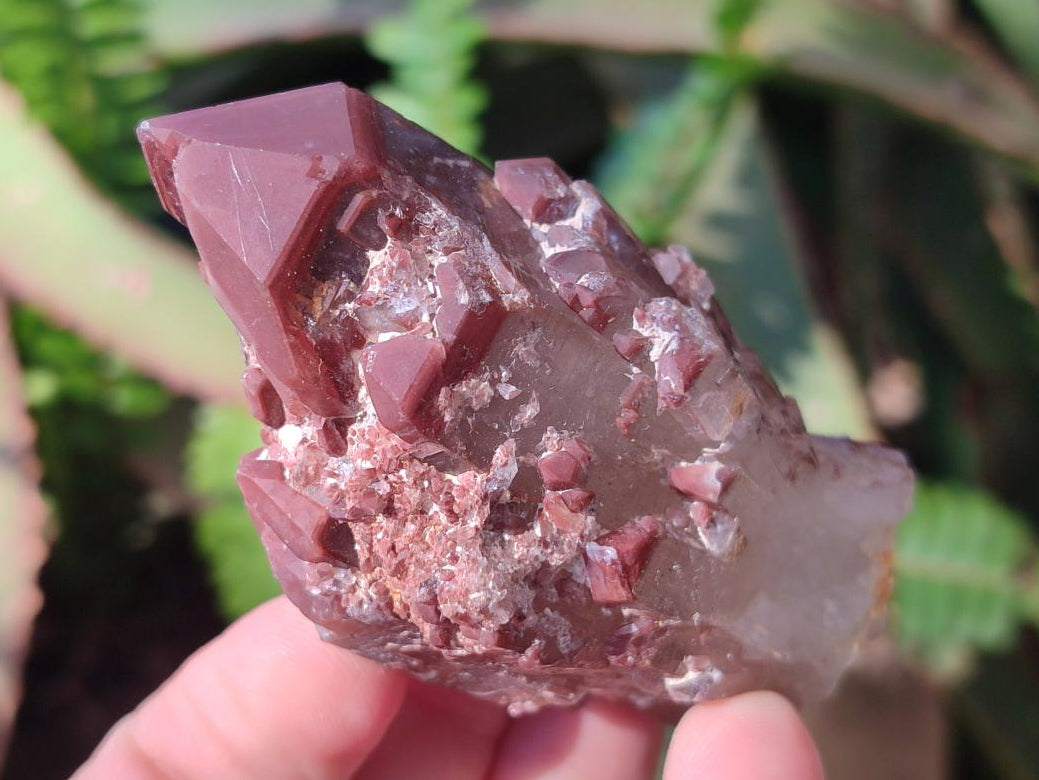 Natural Red Hematoid Quartz Crystals and Clusters x 12 From Karoi, Zimbabwe