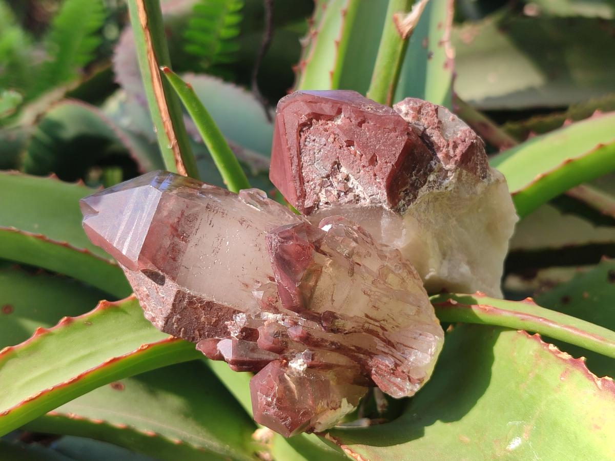 Natural Red Hematoid Quartz Crystals and Clusters x 12 From Karoi, Zimbabwe