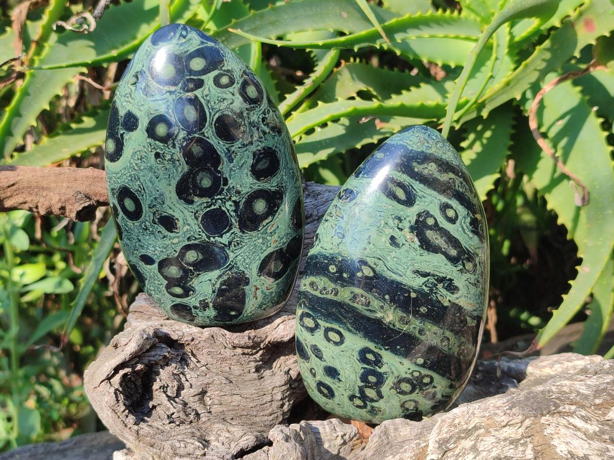 Polished Stromatolite "Kambamba Jasper" Standing Display Pieces x 6 From Katsepy, Madagascar