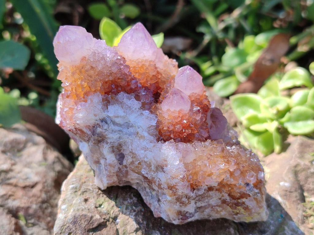 Natural Spirit Amethyst Clusters x 6 From Boekenhouthoek, South Africa