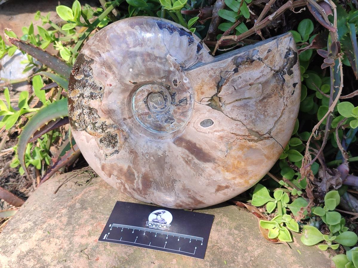 Polished Large Whole Red Ammolite Cleoniceras Opalized Ammonite Fossil x 1 From Tulear, Madagascar - Toprock Gemstones and Minerals 