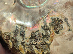Polished Large Whole Red Ammolite Cleoniceras Opalized Ammonite Fossil x 1 From Tulear, Madagascar - Toprock Gemstones and Minerals 