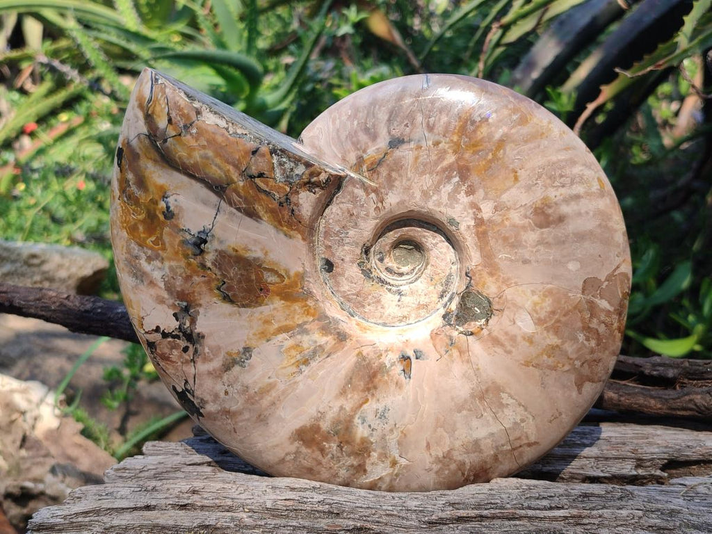Polished Large Whole Red Ammolite Cleoniceras Opalized Ammonite Fossil x 1 From Tulear, Madagascar - Toprock Gemstones and Minerals 