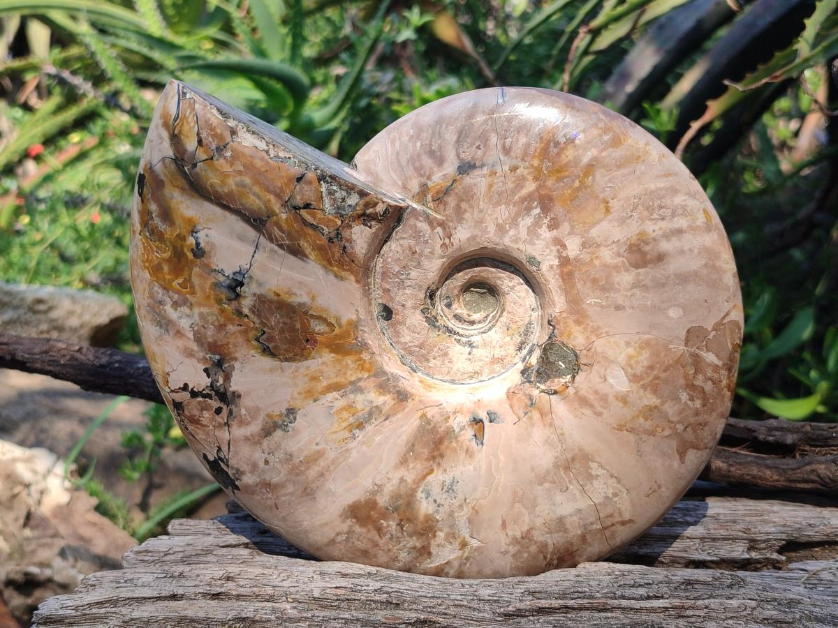 Polished Large Whole Red Ammolite Cleoniceras Opalized Ammonite Fossil x 1 From Tulear, Madagascar - Toprock Gemstones and Minerals 